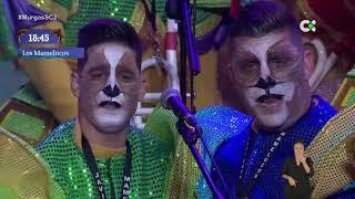 Los Mamelucos | 2ª Fase de Murgas adultas | Carnaval S/C Tenerife 2019