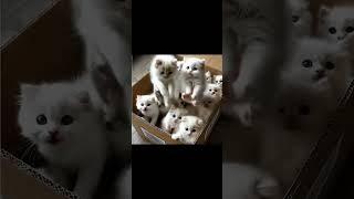 Kittens’ New Workout: Box-Jumping Routine. #cute #cat #funnyshorts