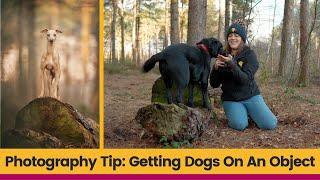 Getting Dogs Onto An Object | Working With Clients' Dogs | Dog Photography Tips And Tricks