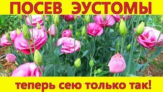 ЭУСТОМА взойдет 100%! Весь секрет в правильном посеве эустомы. Выращивание эустомы из семян.