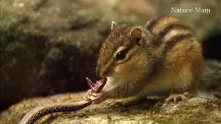 a chipmunk that catches a snake with its bare hands,and eat poisonous snake