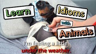 Common Idioms with Animals: Funny Animals Teach English