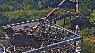 Fischadler/Àguila peixatera Goitzsche Wildnis - Zeus i el corb (27.08.2024)