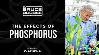 Bruce Bugbee Series – High Levels of Phosphorus