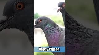 Happy pigeon #pigeon #鴿子 #飛翔