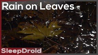 ► Relaxing Rain Dripping on Leaves in a Puddle ~ Rain Sounds for Sleeping (No Thunder) | Lluvia