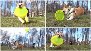 DOG- FRISBEE | VARYA THE CORGI | CORGI FRISBEE | #corgifrisbee #dogfrisbee