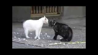 cat fight (коты дерутся, драка, шерсть летит)