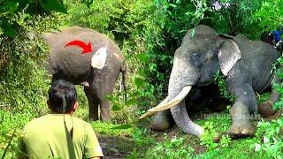 Epic Elephant Rescue Operation: Behind the Scenes with Wildlife Vets