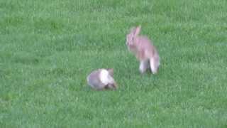 Jumping bunnies