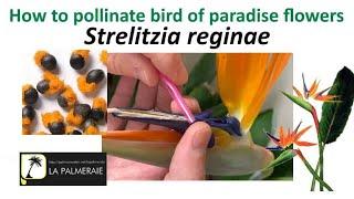 How to pollinate Bird of paradise (Strelitzia) flowers