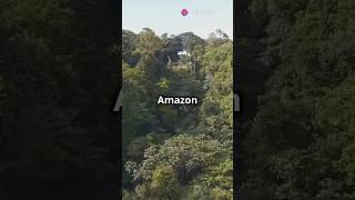 Fascinating Facts about #amazon forest!#facts#subscribe #interestingfacts #didyouknow #youtubeshorts