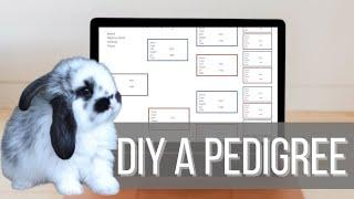 MAKE A RABBIT PEDIGREE IN CANVA - Start To Finish