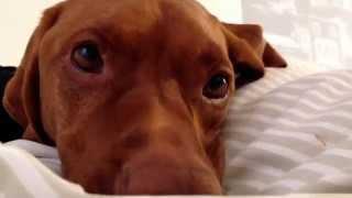 Lazy Dog howls at alarm clock