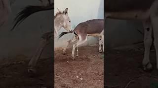 Male Donkey Full Enjoy#donkey #donkeysanctuary #animal