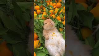 Adorable Cute Bunny Munching Oranges & Leaves #bunny #rabbit #bunnylover #bunnyeating #fluffy