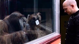 Guy Performs Magic Trick for Orangutan