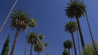 Free BEVERLY HILLS PALM TREES