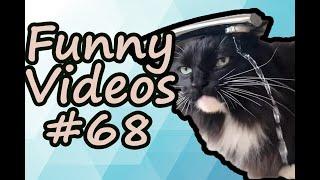 FUNNY VIDEO COMPILATION COUB #68 | SPICY MEME HOUSE