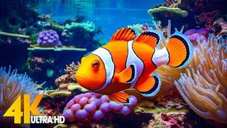 Aquarium 4K VIDEO (ULTRA HD)  Beautiful Coral Reef Fish - Relaxing Sleep Meditation Music #55