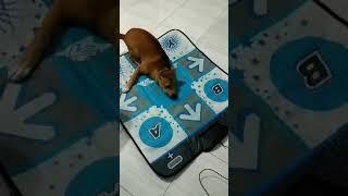 MY DOG WANTS TO PLAY DANCE GAME 