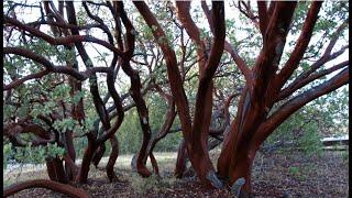 Pruning manzanitas - a keystone species