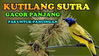 pancingan kutilang sutra gacor panjang