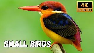 Small birds 4K ULTRA HD  #birds #nature #smallbirds #fyp