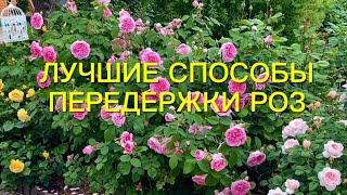 Как сохранить саженцы роз до посадки?  Лучшие способы передержки роз.