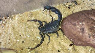 Black And Deadly. Arabian Fat-Tailed Scorpion.