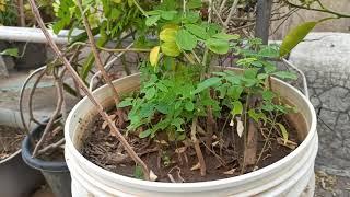 Touch-me-not and other plants with organic vegetables on rooftop terrace garden