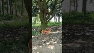 Catch goat  part 98 vfx funny video #viral #trending #youtubeshorts #shorts #animal #jungle #vfx