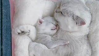 Cat mother always love her kittens | Great love