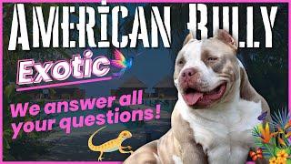 Exotic Bully: Everything You Need to Know