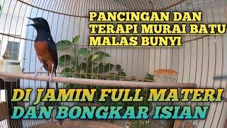 Pancingan dan terapi MURAI BATU malas bunyi