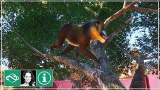  Mandrill climbing a tree | New Exclusive Footage | Planet Zoo Update | Planet Zoo News