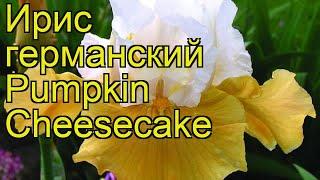 Ирис германский Тыквенный Чизкейк. Краткий обзор, описание iris germanica Pumpkin Cheesecake