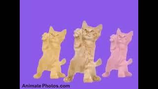 Dancing Cats - Go Kitty Go! - 1 hour