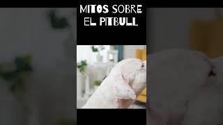 Mitos sobre el pitbull #dogs #dog #animals #perros #viral #shorts