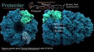 Proteinlere ve Amino Asitlere Giriş (Fen Bilimleri) (Biyoloji)