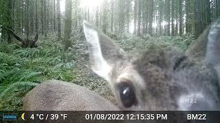 Deer In The Forest; More Trail Cam Nature Video