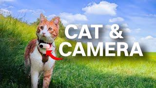 Cat + Camera = This Video