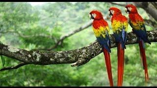 Scarlet Macaws - Costa Rica