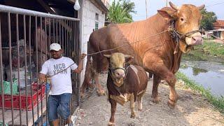 2 SAPI RAKSASA UNIK KELUAR KANDANG ‼️