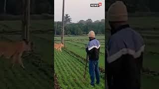 Viral Video | Lion Spotted Roaming Around A Green Field | Gujarat | #shorts | #viral | English News