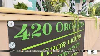 Hibbing marijuana business celebrates legalization with grand opening