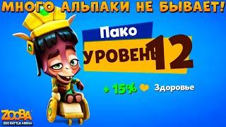 КАЧАЕМ ЭЛЬДОРАДНОГО АЛЬПАКУ ПАКО НА 12 УРОВЕНЬ В ИГРЕ ZOOBA