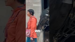 Royal Horse tries to rob tourists #horse #kindness #kingsguard #rob #london #ressacamental