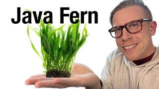 How to Plant Java Fern - BEST Method