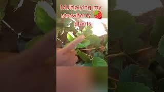 Multiplying strawberry plants